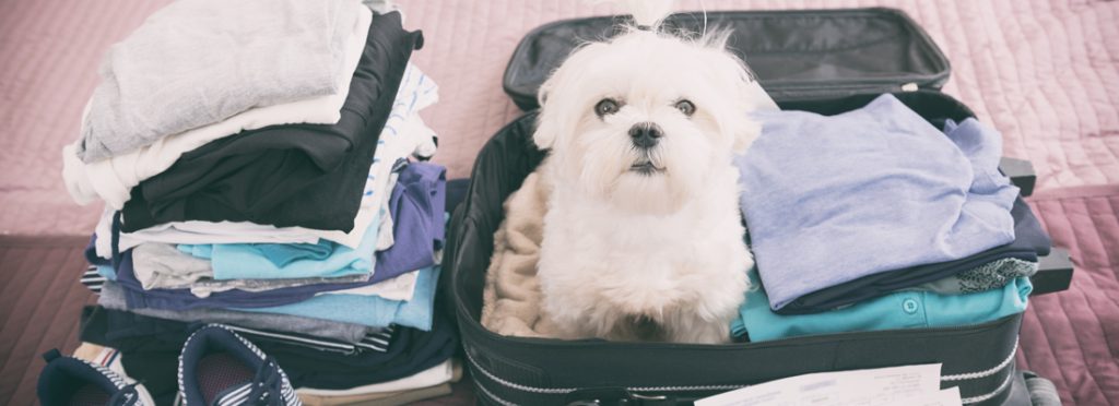 Huisdier mee op reis? Hier moet u op letten