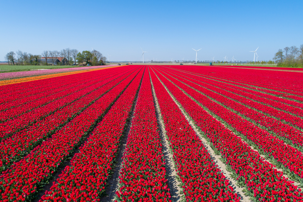 Bekijk eens in deze provincies de kleurrijke tulpenvelden