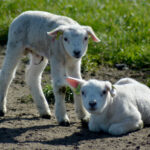 Dankzij de Texelse Lammetjesradar weet jij de pasgeboren lammetjes altijd te vinden