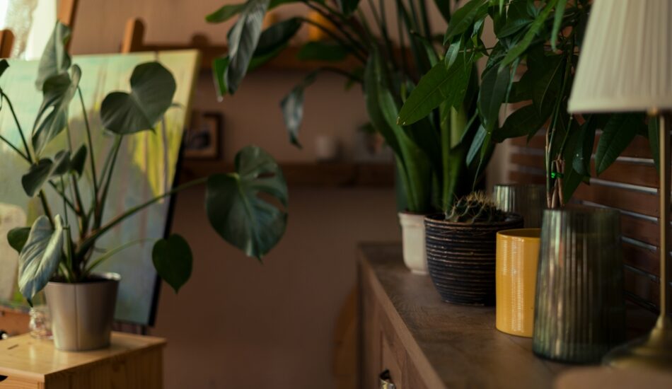 Zo overleven kamerplanten jouw vakantie