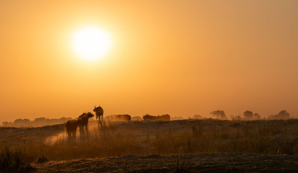 Een van de reisbestemmingen, Botswana.