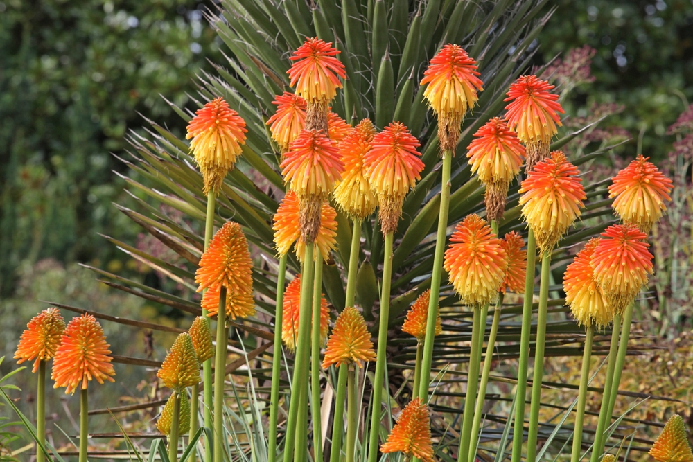 De bloemen van Kniphofia