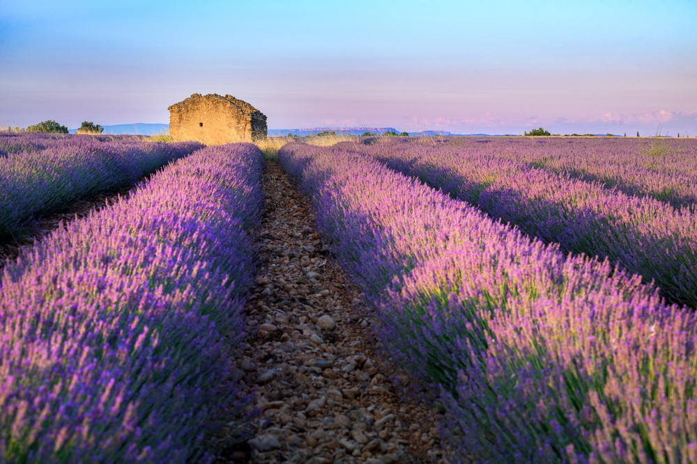 Velden met lavendel bloemen