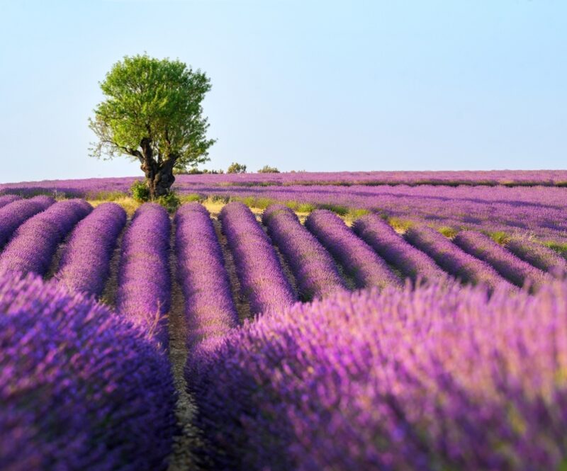 Vergaap je aan de mooiste bloemen(velden) ter wereld: dit is het perfecte moment om ze te bezoeken