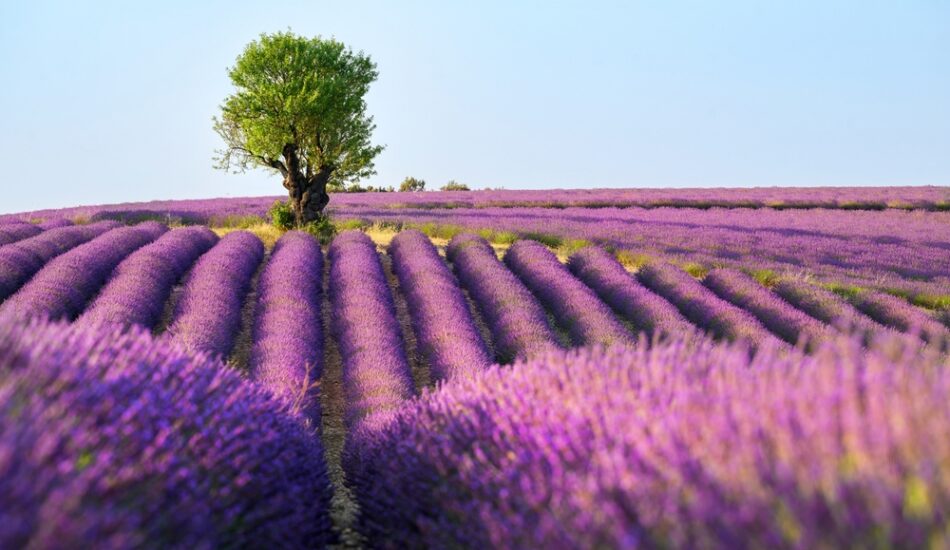 Vergaap je aan de mooiste bloemen(velden) ter wereld: dit is het perfecte moment om ze te bezoeken
