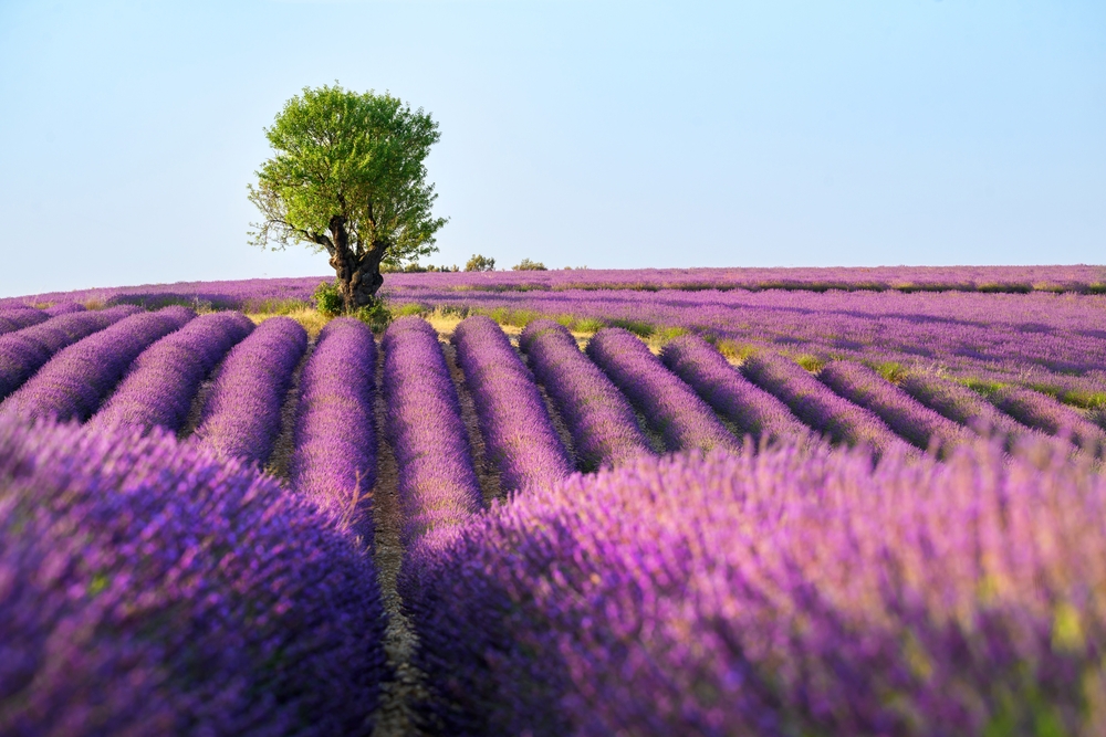 Vergaap je aan de mooiste bloemen(velden) ter wereld: dit is het perfecte moment om ze te bezoeken