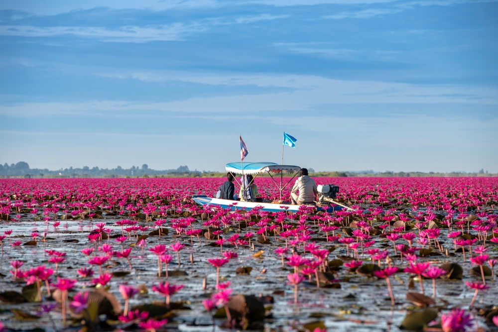 Lotus bloemen in Thailand