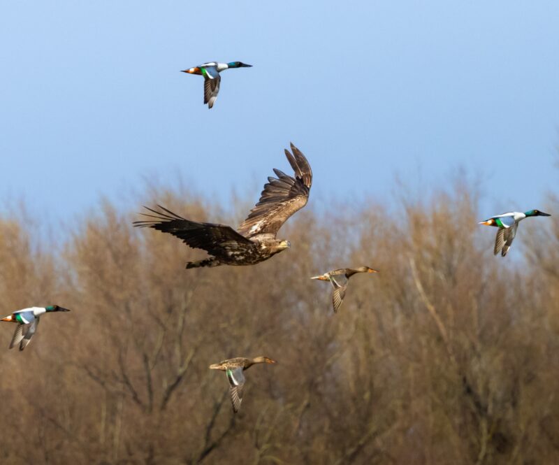 Fietsen en vogels kijken: dit zijn mooie routes door Nederland