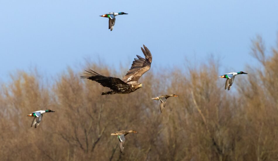 Fietsen en vogels kijken: dit zijn mooie routes door Nederland