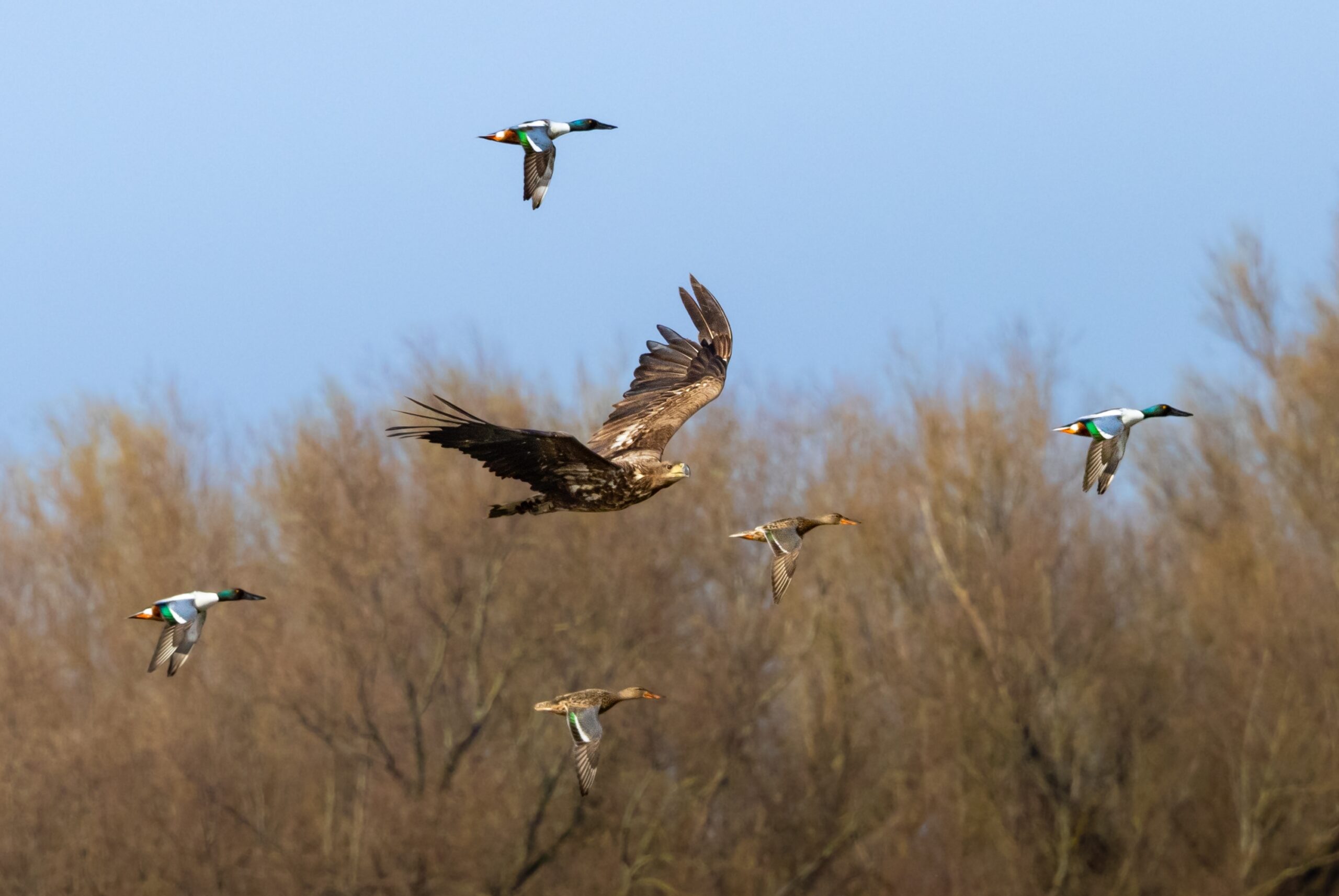 Fietsen en vogels kijken: dit zijn mooie routes door Nederland