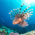 Giftige koraalduivel (lion fish) komt steeds vaker voor in de Middellandse Zee: zo moet je handelen na een steek