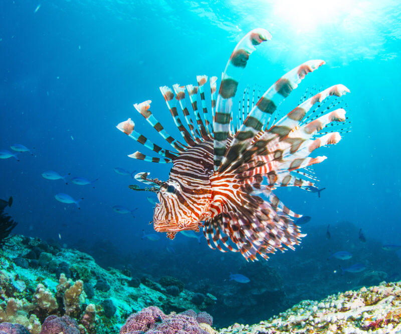 Giftige koraalduivel (lion fish) komt steeds vaker voor in de Middellandse Zee: zo moet je handelen na een steek