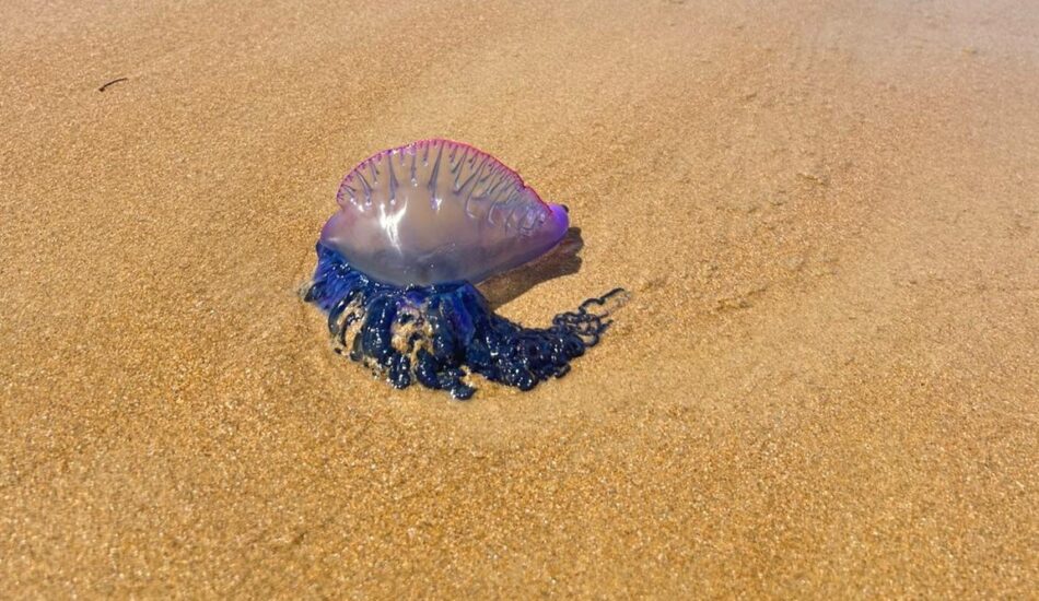 Portugees oorlogsschip is aangespoeld op Portugees strand.