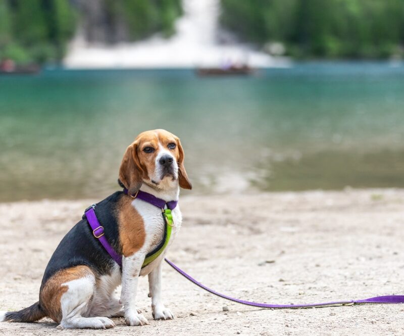 Toeristenbelasting betalen voor je hond? Hier in Italië wordt dat de werkelijkheid vanaf 2026