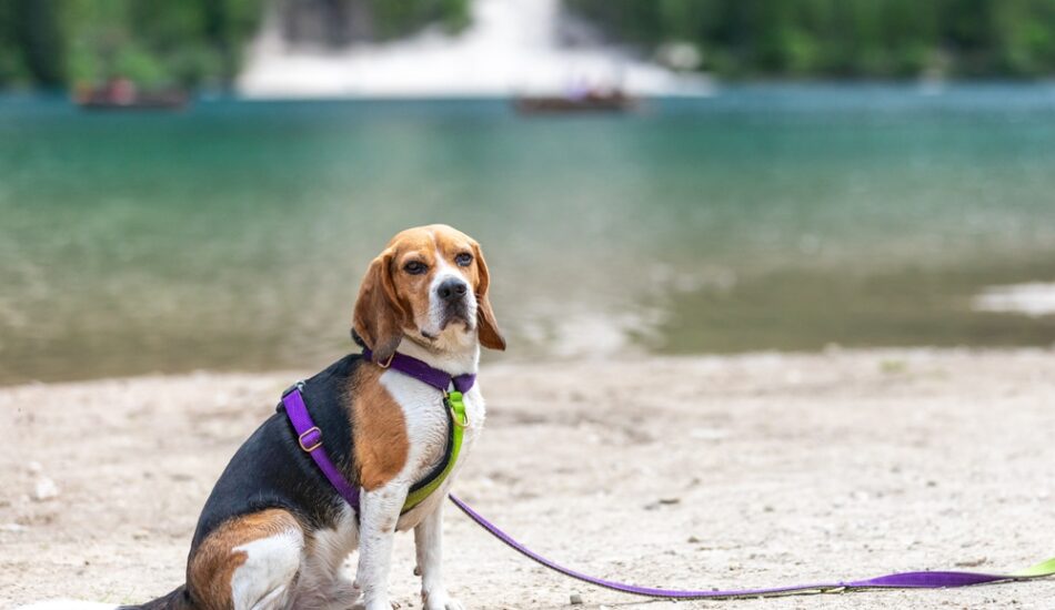 Een hond in Bolzano in Zuid-Tirol.