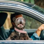 Op autovakantie met je hond? Dit zijn de meest geschikte vakantielanden