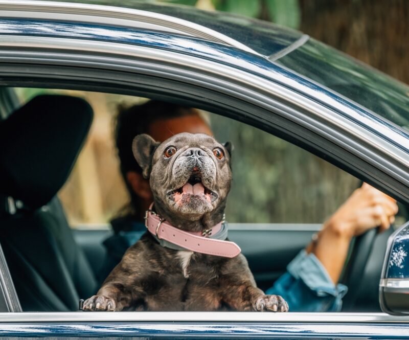 Op autovakantie met je hond? Dit zijn de meest geschikte vakantielanden