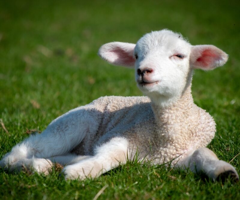 Eropuit tijdens Pasen: van wandelen tot paasmarkten, dit zijn leuke paasuitjes voor alle leeftijden