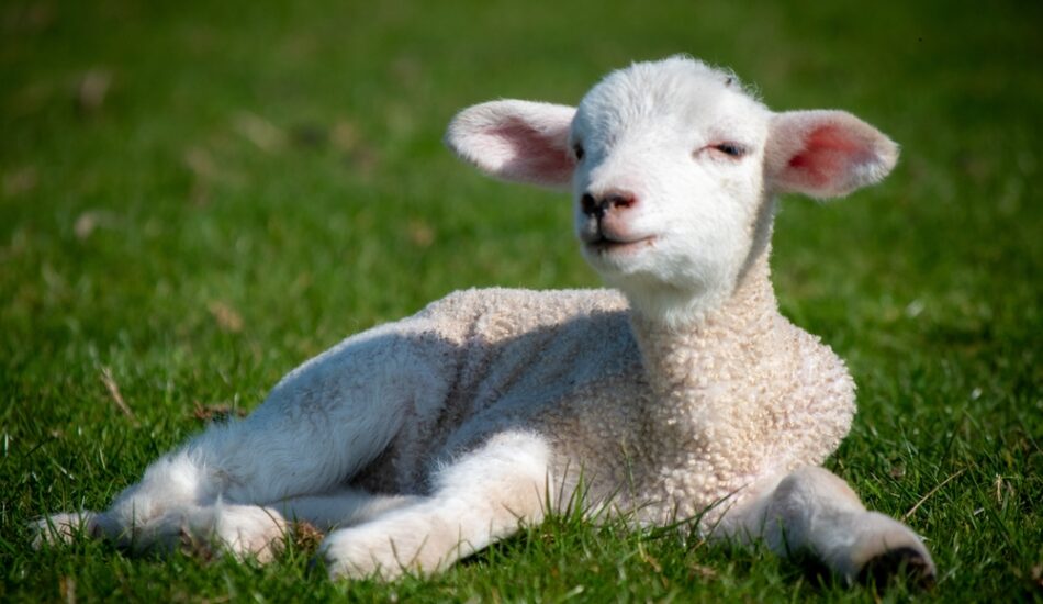 Lammetjes kijken tijdens Pasen