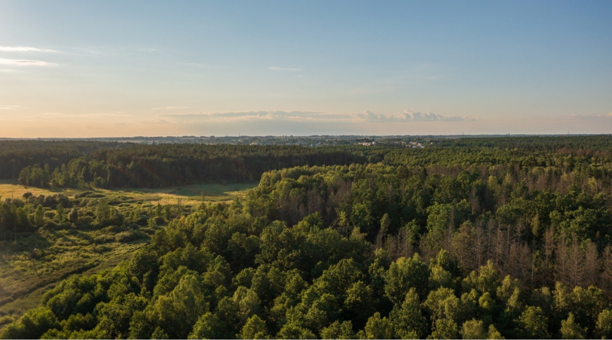 Natuurpark Bialowieza in Polen