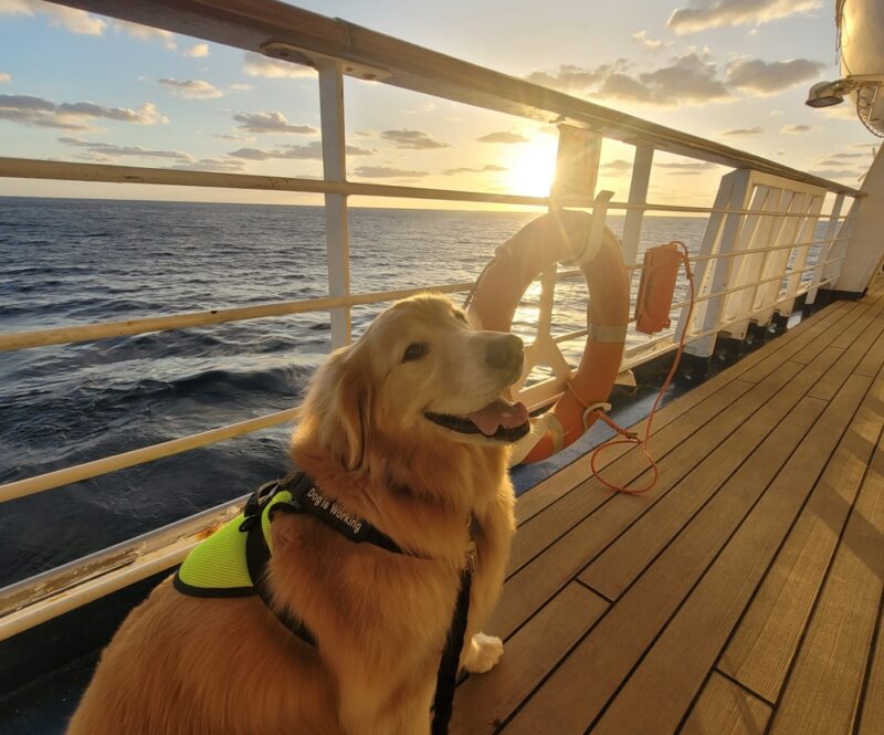 Wil jij je hond of kat meenemen tijdens een cruise? Dat is meestal niet toegestaan, maar dit zijn de uitzonderingen