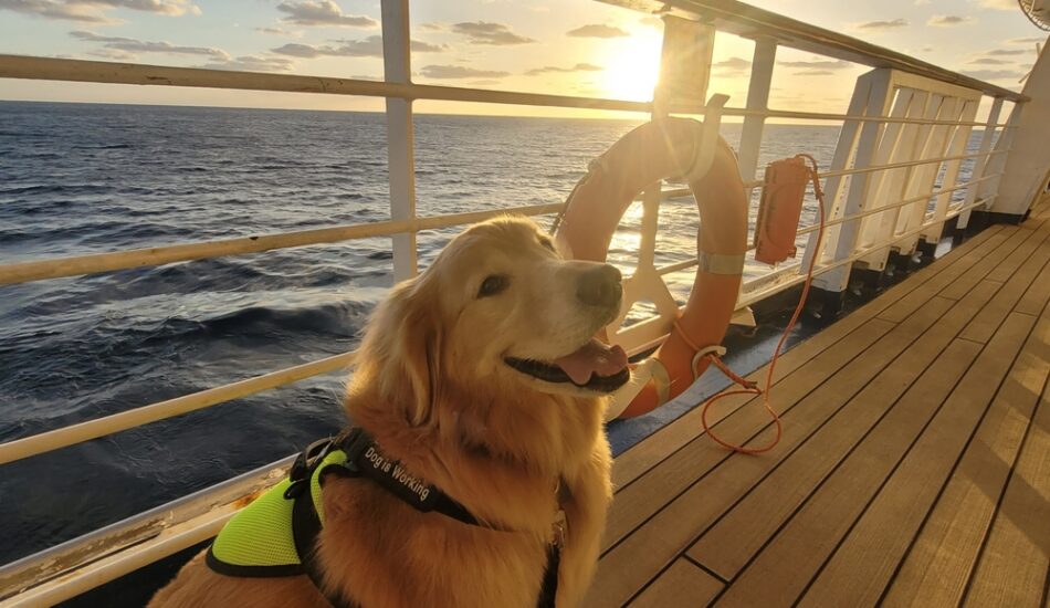 Een hond vaart mee tijdens een cruise