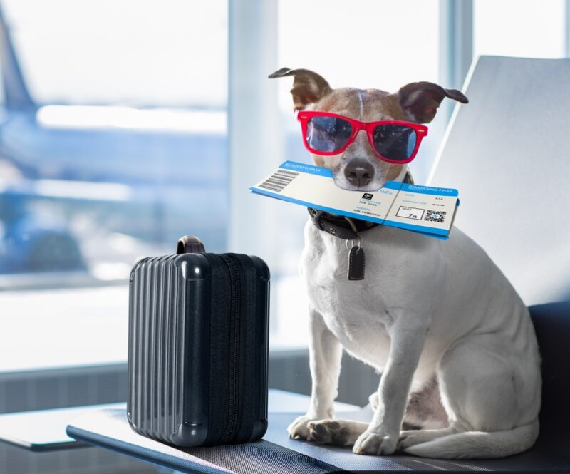 Zo voorkom je problemen als je gaat vliegen met je hond (ook al heb je dat vaker gedaan)