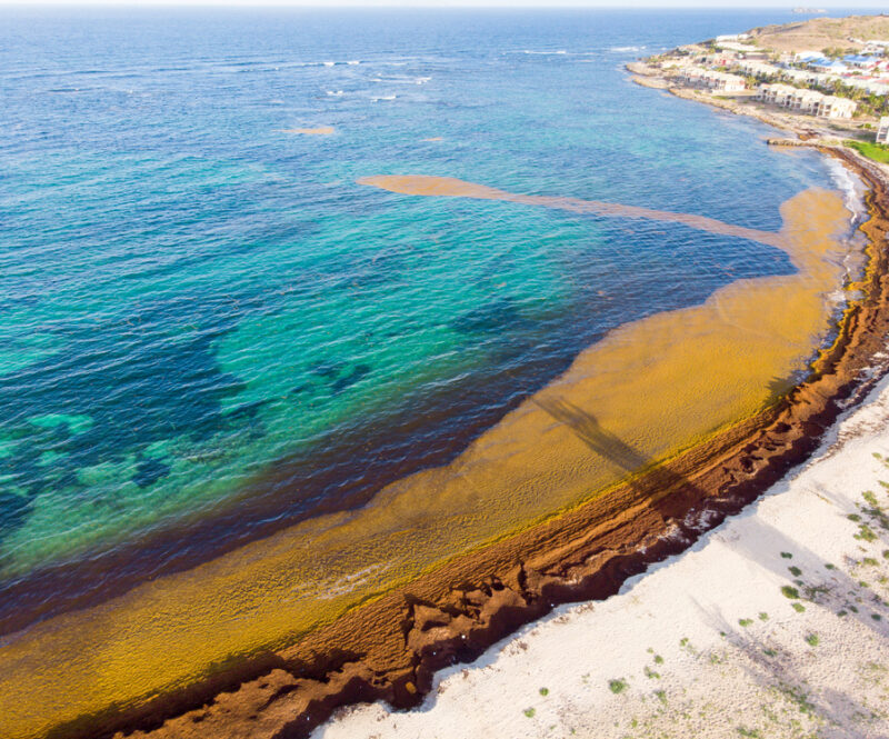 Stinkend zeewier sargassum zorgt voor strandafsluitingen in Florida, Mexico en Caribisch gebied, houd hier rekening mee