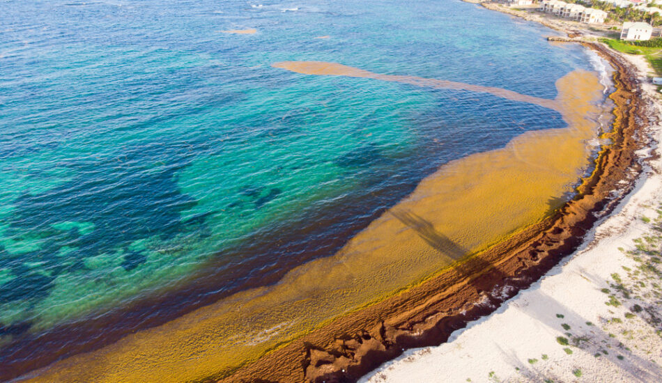 Sargassum op het strand
