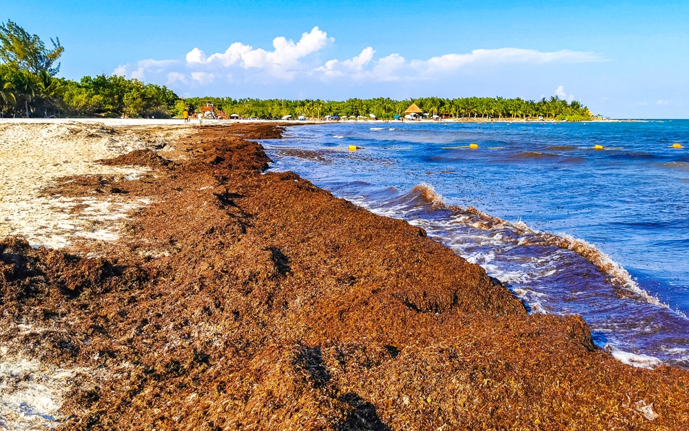 Sargassum op het strand