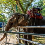 Reacties van reisorganisaties op activiteiten met wilde dieren tijdens de vakantie