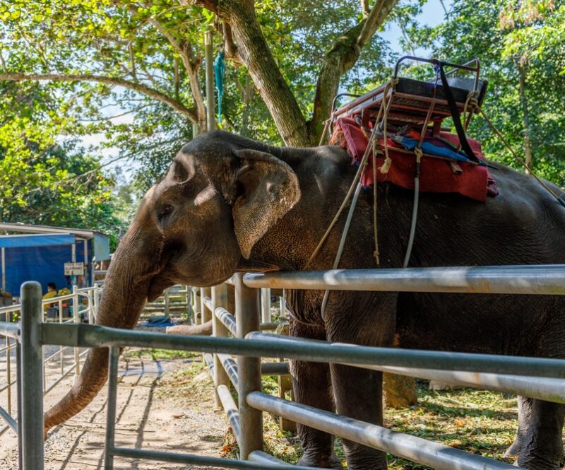 Reacties van reisorganisaties op activiteiten met wilde dieren tijdens de vakantie